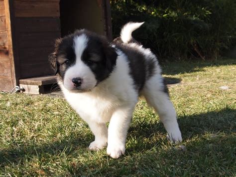 torjak|tornjak puppies for sale.